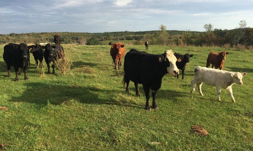 Nutrafarms connects families in Ontario with local farmers since 2001 - Cow Raised In A Regenerative Farming Environment