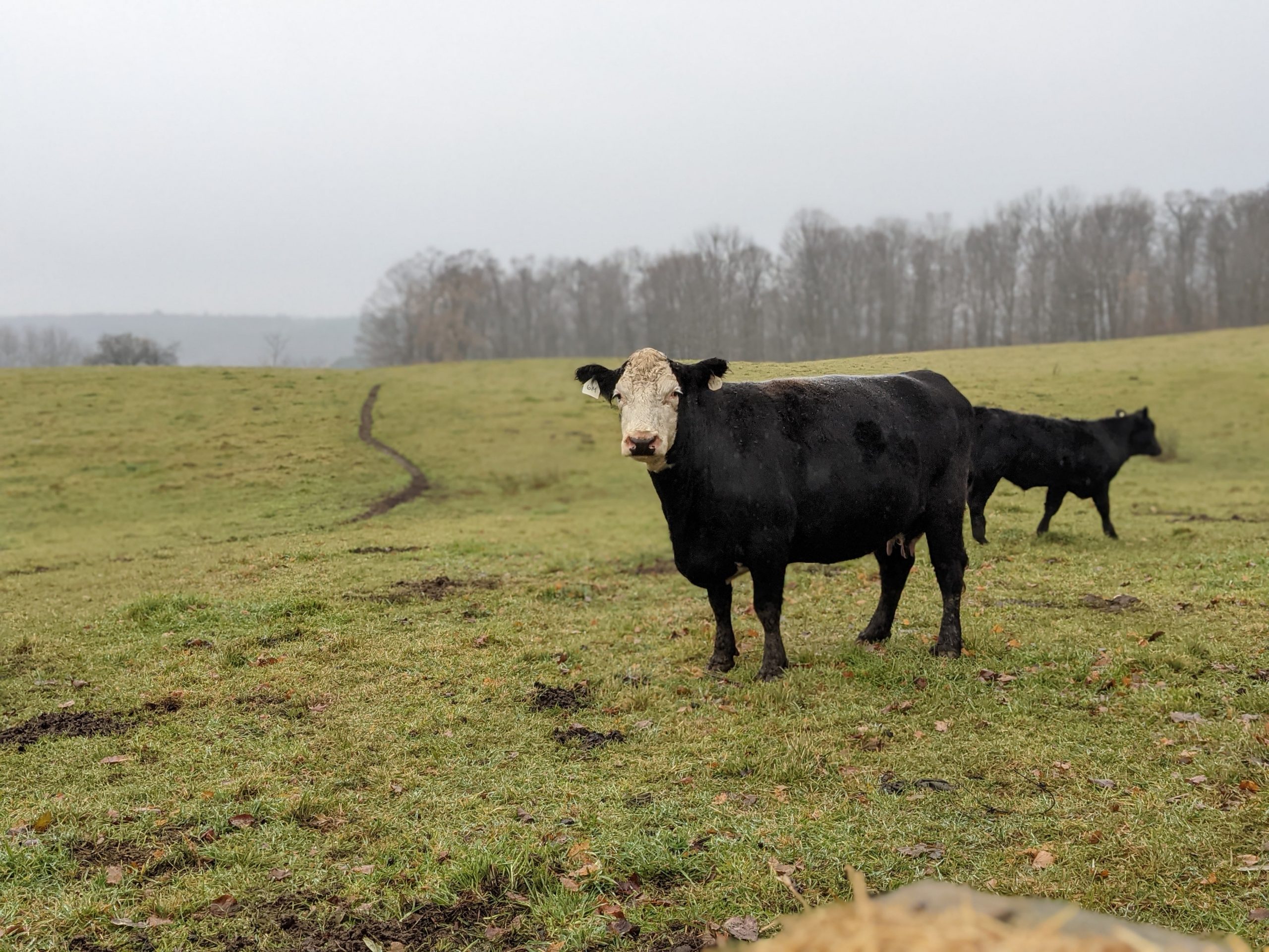 Beef, Grass Fed - Black Barn Farms - Dryden, Ontario