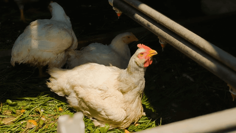 pastured-chicken-in-field