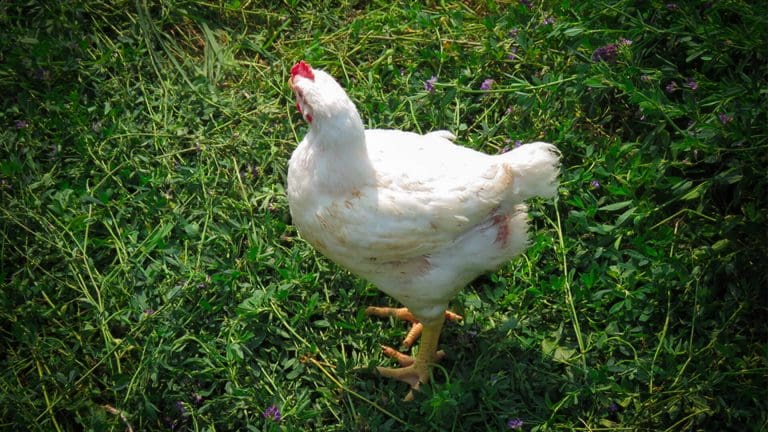 pastured-chicken-on-green-grass