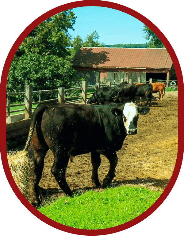 ontario-calf-on-pasture-delivery