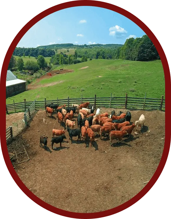 ontario-cattle-pasture-delivery-service