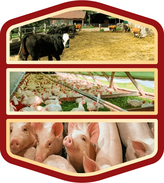 ontario-cows-chickens-pigs-delivery