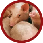 ontario-crossbred-pigs-delivery