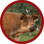 ontario-duroc-pork-delivery