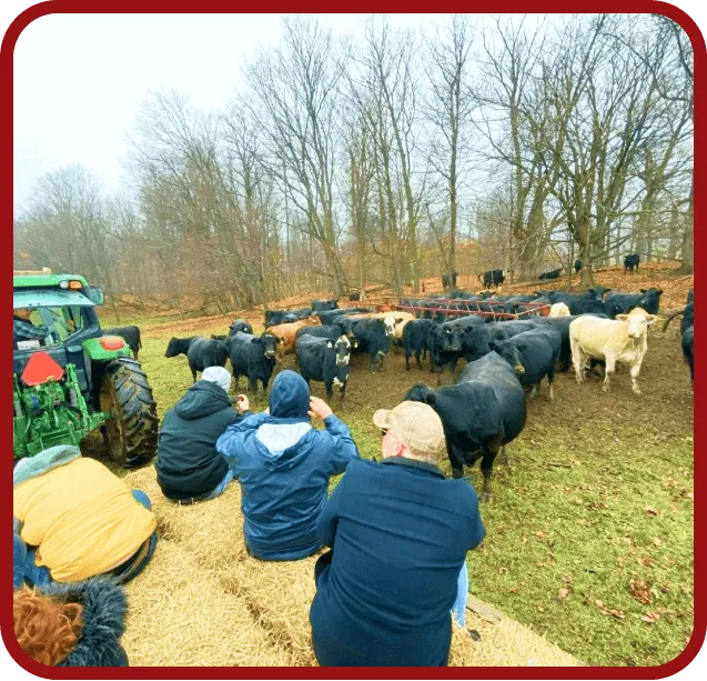 ontario-farm-tour-with-cattle