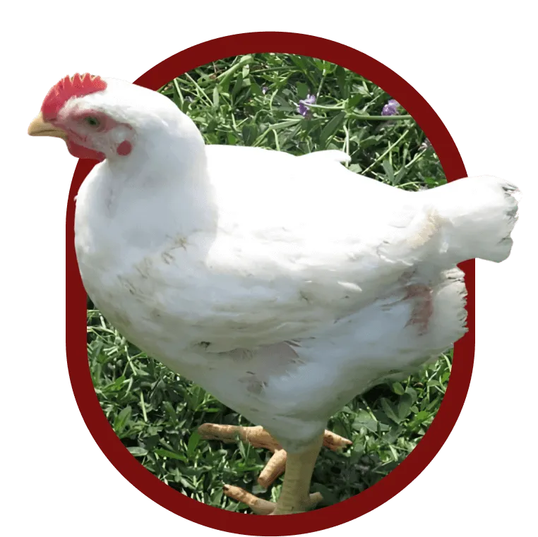 ontario-free-range-chicken-delivery