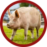 ontario-heritage-pork-breeds