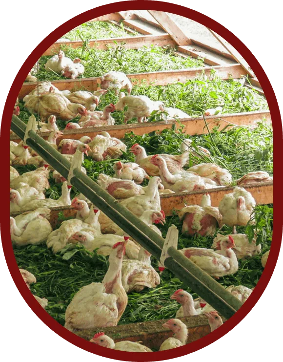 ontario-pastured-chicken-delivery