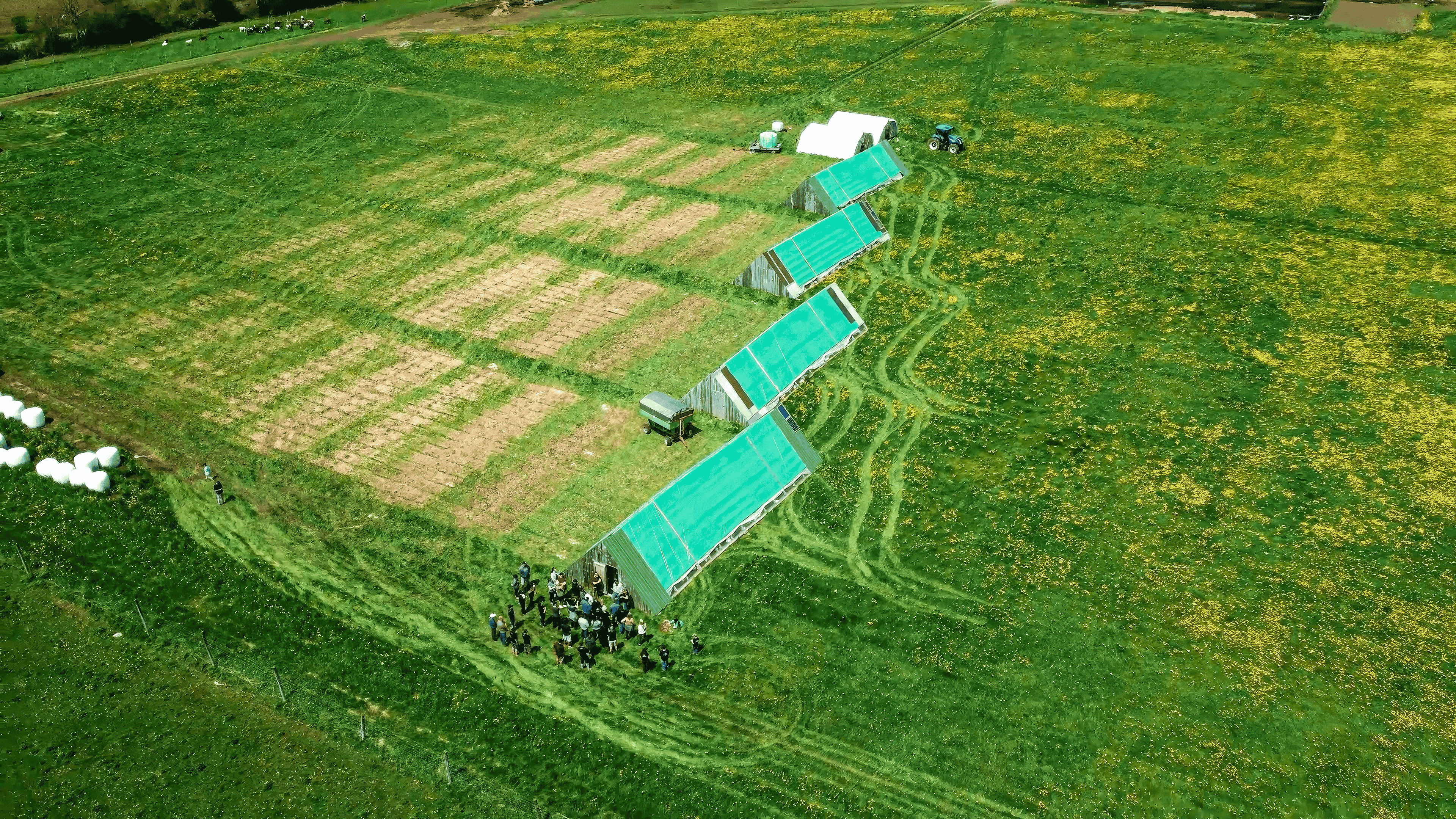 A regenerative farm in Ontario showing pastured chickens grazing on fresh grass, demonstrating sustainable farming practices.